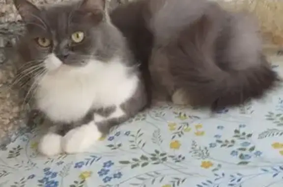 Найдена кошка, улица Кирова, 3, Воронеж — персидская, серая с белым, спокойная - photo