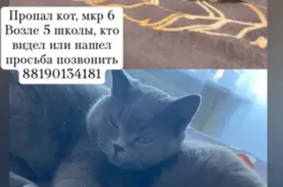 Кошки потеряшки, Ковров, фото: Потеряшка кошка, Колхозная улица, 28/1, Ковров — серый британец, гладкошерстный