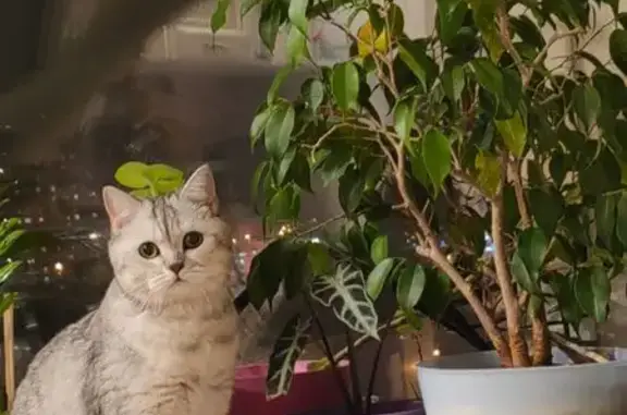 Найденные животные Домодедово, фото: Найдена кошка, Лунная улица, 31, Домодедово — прямоухая шотланка, молодая, приучена к лотку