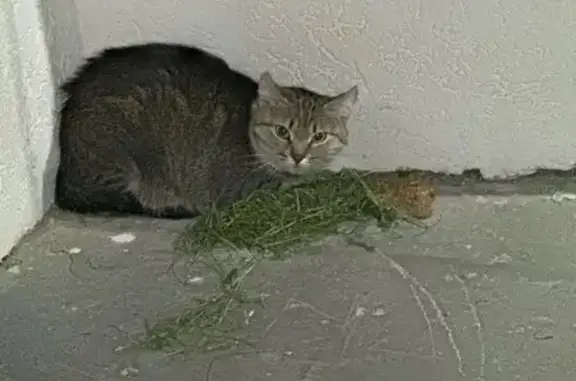 Найденные животные Ставрополь, фото: Найдена кошка, улица Чехова, 75, Ставрополь — серая, напугана