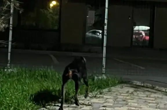 Найдена собака, Екатеринбург, фото: Найдена собака, улица Олега Кошевого, Екатеринбург — худая, молодая, очень контактная