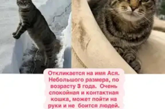 Пропала кошка, Шуринцево, Шуринцево - photo