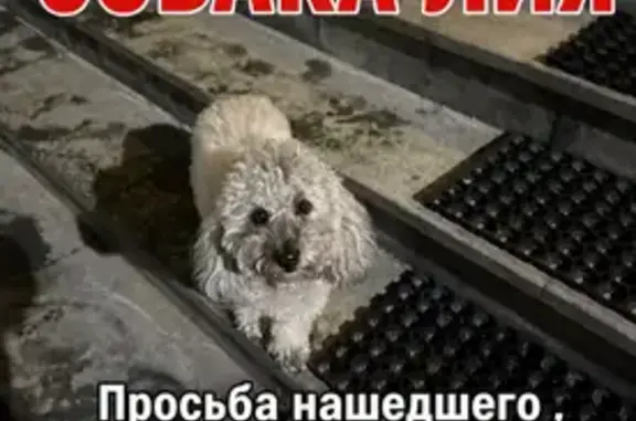 Собаки потеряшки, Гаврилково, фото: Потеряшка собака, Пятницкая улица, 11, Отрадное — Лия, серенькая мултипу, боится людей