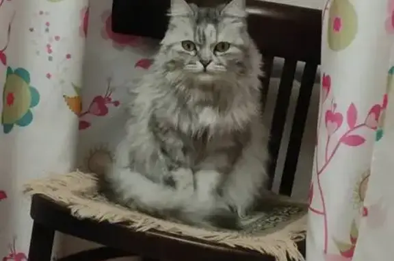 Пропала кошка, 2-й проезд Кривцова, 19, Оренбург — светло-серая пушистая, жёлтые глаза - photo