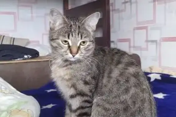 Пропала кошка, улица Есенина, 22, Саранск — серая в полоску, очень пугливая - photo