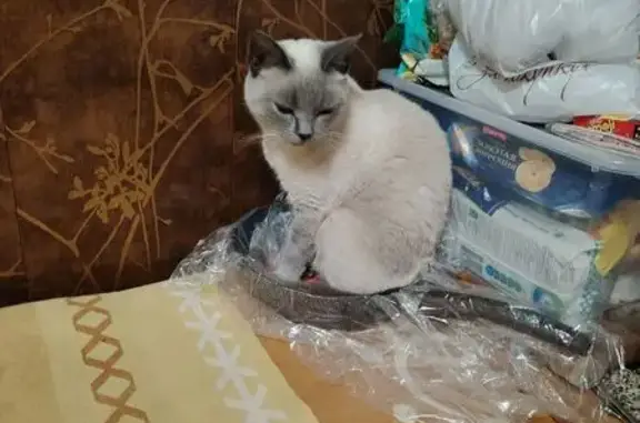 Пропала кошка, 3-й Поперечный переулок, Балашиха — убежала с участка - photo
