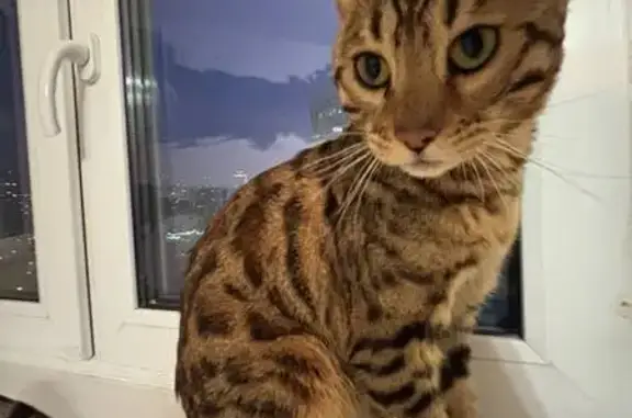 Найдена кошка, Химки, фото: Найдена кошка, Совхозная улица, 7, Химки — ласковая, домашняя