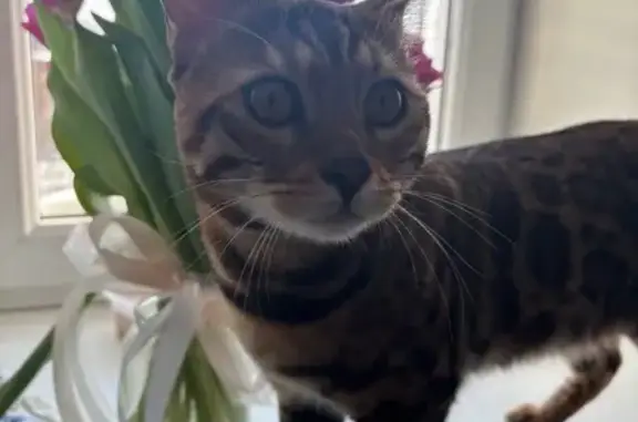 Кошки потеряшки, Чернушка, фото: Потеряшка кошка, Коммунистическая улица, 9, Чернушка