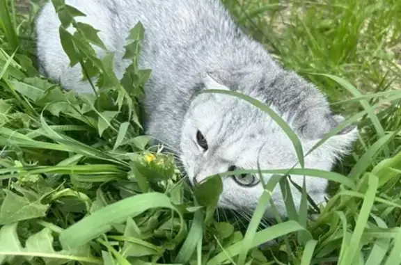 Объявления о пропавших и найденных животных, Казань, фото: Найдена кошка, улица Батыршина, 37, Казань — разные цвета глаз