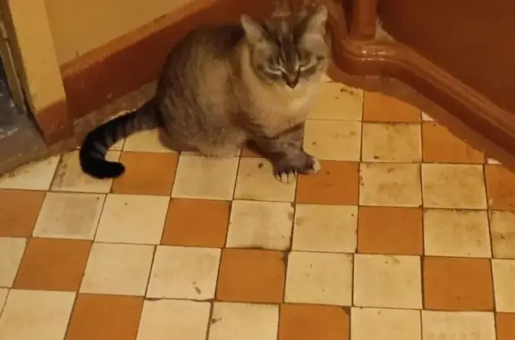 Найдена кошка, Чепецкая улица, 1, Глазов — серая - photo