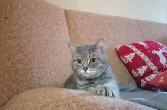 Найдена кошка, Ижевск, фото: Найдена кошка, улица Ворошилова, 1А, городской округ Ижевск, Ижевск — дымчато-серого окраса, очень ласковая