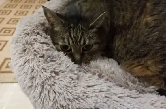 Кошки потеряшки, Бугры, фото: Потеряшка кошка, Петровский бульвар, Бугры — коричневая, болтливая, с колтунами у хвоста