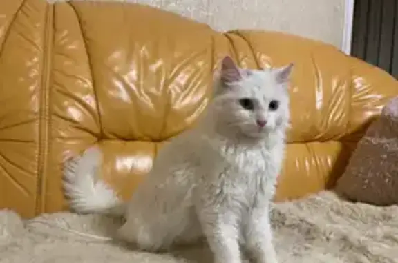Кошки потеряшки, Благодарный, фото: Потеряшка кошка, улица 30 лет Победы, 62, Благодарный — чёрное пятнышко на голове