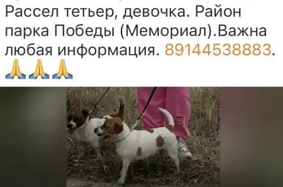 Потерянные животные Чита, фото: Пропала собака, Парк Победы, Чита — Джек-Рассел терьер