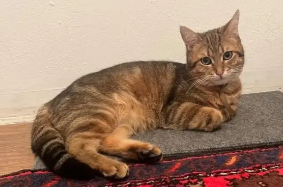 Пропала кошка, Кумторкалинский район — бенгальский окрас, котику около года - photo