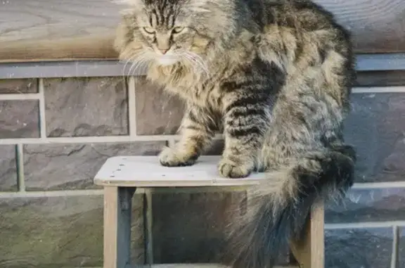 Кошки потеряшки, Супонево, фото: Потеряшка кошка, улица Фрунзе, 25, Супонево — полосатая, пушистая, кастрирована