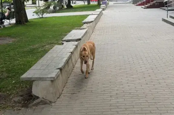 Найдена собака, Воронеж, фото: Найдена собака, улица Кирова, Воронеж — девочка, гончая, с ошейником
