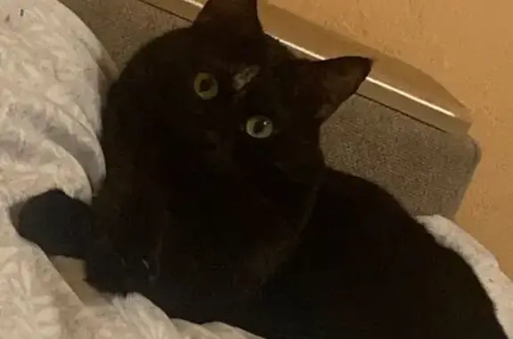 Кошки потеряшки, Красная Поляна, фото: Потеряшка кошка, улица ГЭС, 30, Красная Поляна — чёрный домашний кот, пугливый