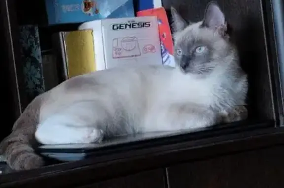 Пропала кошка, улица Флегонтова, 8, Хабаровск — кот много разговаривает, мяукает - photo