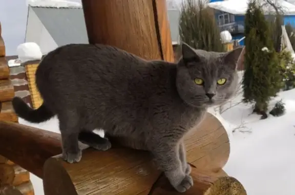 Пропала кошка, Павлово, Нижегородская область — очень ласковый - photo