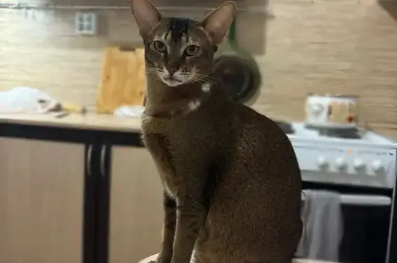 Кошки потеряшки, Бугры, фото: Потеряшка кошка, Школьная улица, 4 к1, Бугры — на шее белые пятна