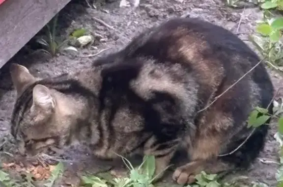Найдена кошка, Санкт-Петербург, фото: Найдена кошка, улица Солдата Корзуна, 3 к2, Санкт-Петербург — красивый кот с повадками домашнего