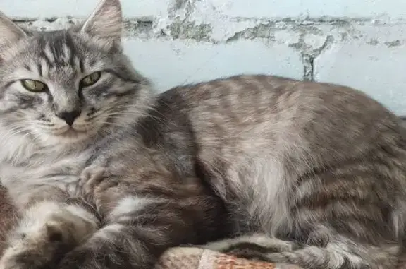 Пропала кошка, Хабаровск — бело-серый окрас, откликается на Локи - photo