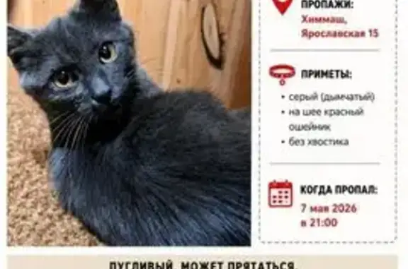 Пропала кошка, Саранск, Мордовия — серый без хвоста - photo
