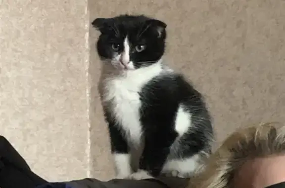 Пропала кошка, Черноморский бульвар, 4, Москва — черно-белая, наполовину вислоухая, с немного сломанным кончиком хвоста - photo