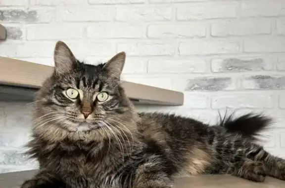 Пропала кошка, улица Хейкконена, 13, Петрозаводск — 4 года, кастрирован, на самовыгуле - photo