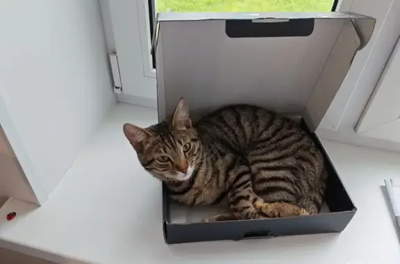Пропала кошка, Молодёжная улица, Легково, Маяк — котёнок, подросток, 10 месяцев - photo
