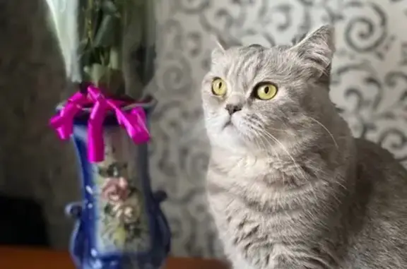 Пропала кошка, Тверская улица, 7, Нежинка, Нежинка — британская порода, серо-голубой окрас - photo
