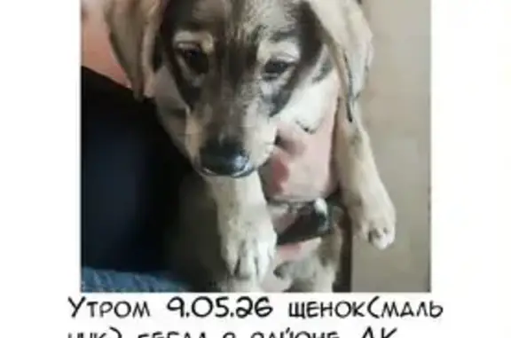 Пропала собака, проспект Строителей, 15А, Саратов — серый окрас, чёрный ошейник - photo
