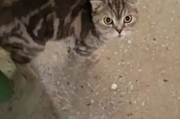 Найдена кошка, Учебная улица, 13, Конаково — породистая, очень ласковая - photo