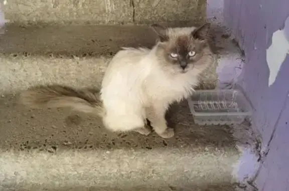 Найдена кошка, Энгельс, фото: Найдена кошка, улица Ломоносова, 22, Энгельс — очень худая, ласковая