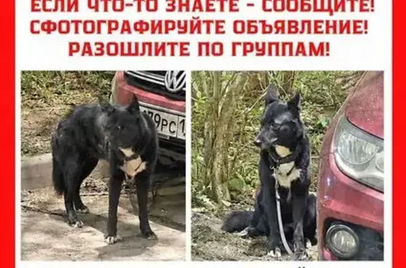 Найдена собака, Химки, фото: Найдена собака, Зелёная улица, 20, Химки — с ошейником и поводком
