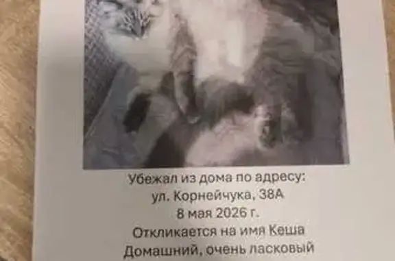 Кошки потеряшки, Москва, фото: Потеряшка кошка, улица Корнейчука, 38А, Москва — невская маскарадная, домашний кастрированный кот