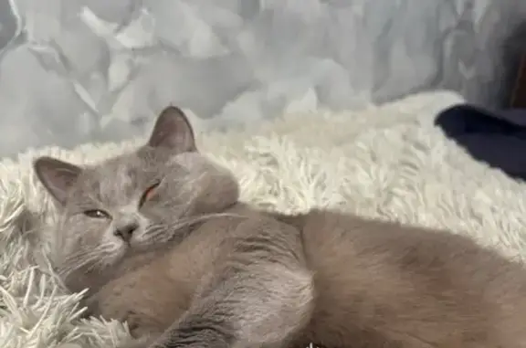 Пропала кошка, улица Корякова, 6, Первомайск — шотландец, оранжевые глаза, убежал из дома - photo