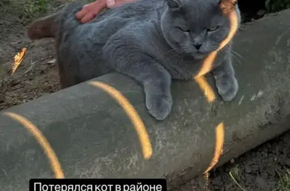 Пропала кошка, Дачная улица, городской округ Таганрог, Таганрог — серый британец, кличка Бакс - photo