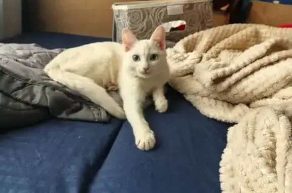 Пропала кошка, улица Космонавтов, 34, Люберцы — белая кошка, голубые глаза, 5 месяцев, турецкая ангора - photo