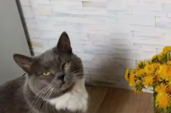 Пропала кошка, Братская улица, 56А, Орск — Буся, гладкошёрстная, полненькая - photo