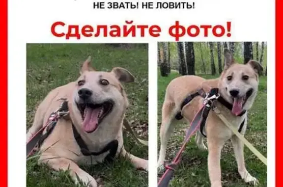Собаки потеряшки, Москва, фото: Потеряшка собака, 2-я Вольская улица, 17 к2, Некрасовка, Москва — приютская, вырвалась из шлейки