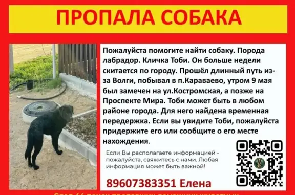 Пропала собака, Кострома - photo