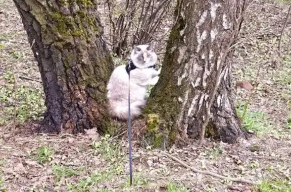 Кошки потеряшки, Видное, фото: Потеряшка кошка, Видное, Московская область — остановка Площадь, Невская маскарадная, откликается на имя Лина