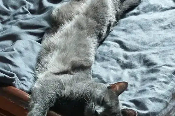 Кошки потеряшки, Сафоново, фото: Потеряшка кошка, 12, Сафоново — серый окрас, жёлтые глаза, подросток