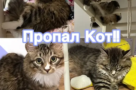 Пропала кошка, улица Карла Маркса, 143Б, Хабаровск — очень крупная, полосатая, с белым пятнышком на носу - photo