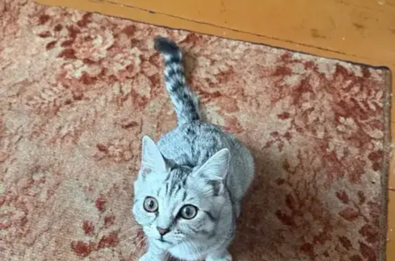 Пропала кошка, Дальнереченск — задние лапки отличаются по цвету - photo