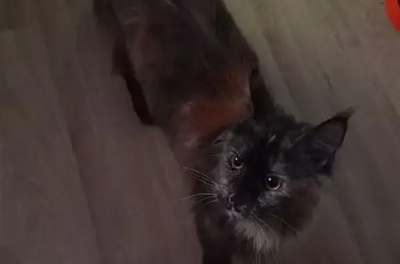 Кошки потеряшки, Новошахтинск, фото: Потеряшка кошка, Шоссейная улица, 9, Новошахтинск — взрослая мейн-кун, ласковая