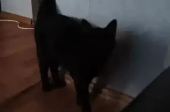 Кошки потеряшки, Пенза, фото: Потеряшка кошка, Тернопольская улица, 20, Пенза — ласковая, мурчит, прячется по темным местам