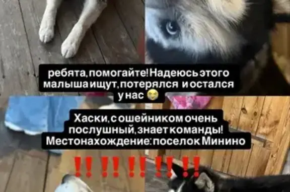 Объявления о пропавших и найденных животных, Красноярск, фото: Найдена собака, Красноярск, Красноярский край, Красноярск — хаски с ошейником, спокойный, знает команды